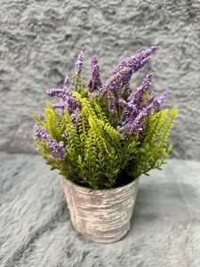 Lawenda w doniczce 22