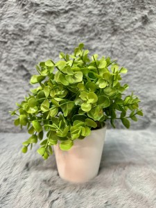 Roślina w doniczce 20