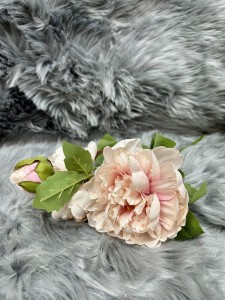 Peonia różowa 55