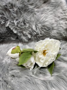Peonia biała 55 