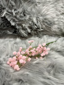 Gipsówka różowa 61 