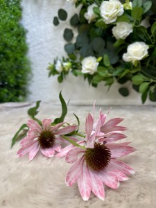 Kwiat rudbekia różowa  73  
