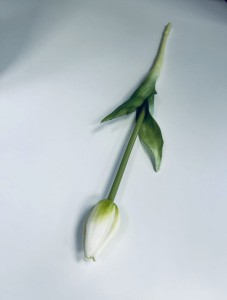 Tulipan gumowy biały w pąku 45 