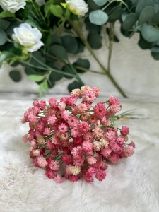 Gipsówka różowa  31