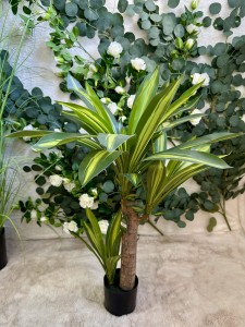 Dracena 90