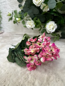 Pelargonia ombre 40 
