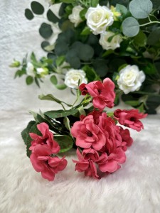 Pelargonia czerwona 40 