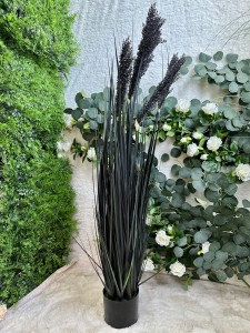 Trawa pampasowa czarna 120