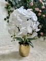 IMG_4603.jpeg