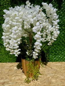 Wisteria w doniczce biała 75