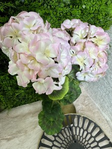Pelargonia ombre  50  