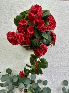 Pelargonia wisząca czerwona 75