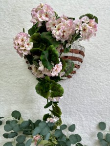 Pelargonia wisząca pudrowy róż 75