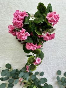 Pelargonia wisząca różowa 75