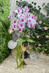 Storczyk Premium w osłonce 130