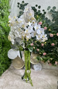 Storczyk Premium w osłonce 115