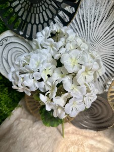 Pelargonia biała 50  