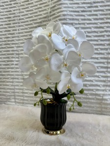 Storczyk w doniczce 50