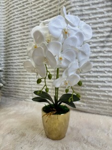 Storczyk w doniczce 55