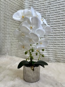 Storczyk w doniczce 55