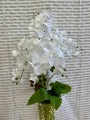 IMG_5638.jpeg
