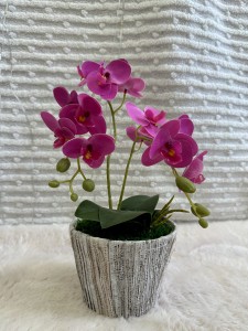 Storczyk w doniczce 35