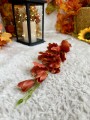 IMG_6768.jpeg