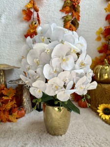 Storczyk w doniczce 55  