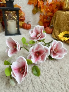 Magnolia różowa 75 