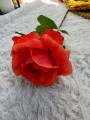 IMG_0428.jpeg