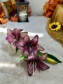 IMG_8797.jpeg