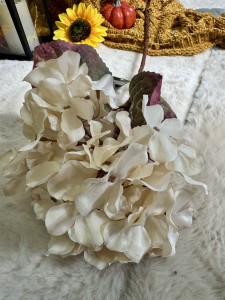 Hortensja  jesienna kremowa    72  
