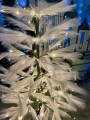 IMG_0070.jpeg