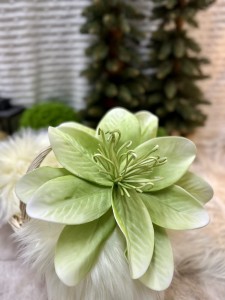 Magnolia piankowa pik zielony 25 