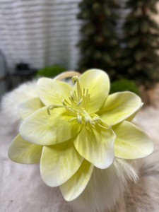 Magnolia piankowa pik żółty 25 
