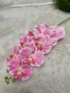 Storczyk różowy 95 