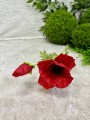 IMG_4331.jpeg