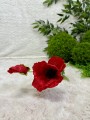 IMG_4332.jpeg