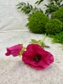 IMG_4334.jpeg