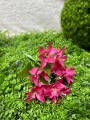 IMG_4866.jpeg