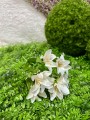 IMG_4867.jpeg