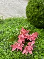 IMG_4870.jpeg