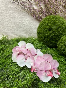 Storczyk różowy 95 