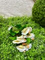 IMG_4970.jpeg
