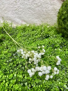 Gipsówka biała  61   