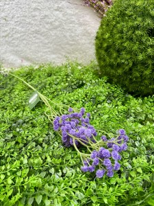 Gipsówka fioletowa  61   