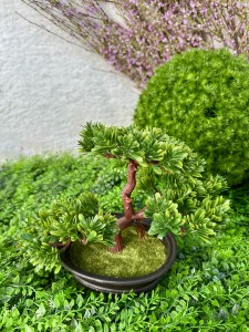 Bonsai 20