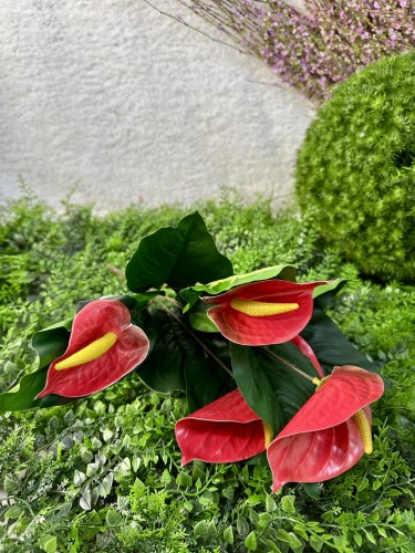 IMG_5116.jpeg