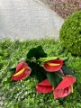IMG_5117.jpeg