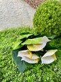 IMG_5119.jpeg